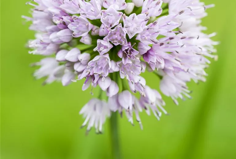 Allium 'Summer Beauty'