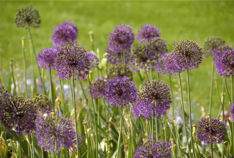 Allium giganteum
