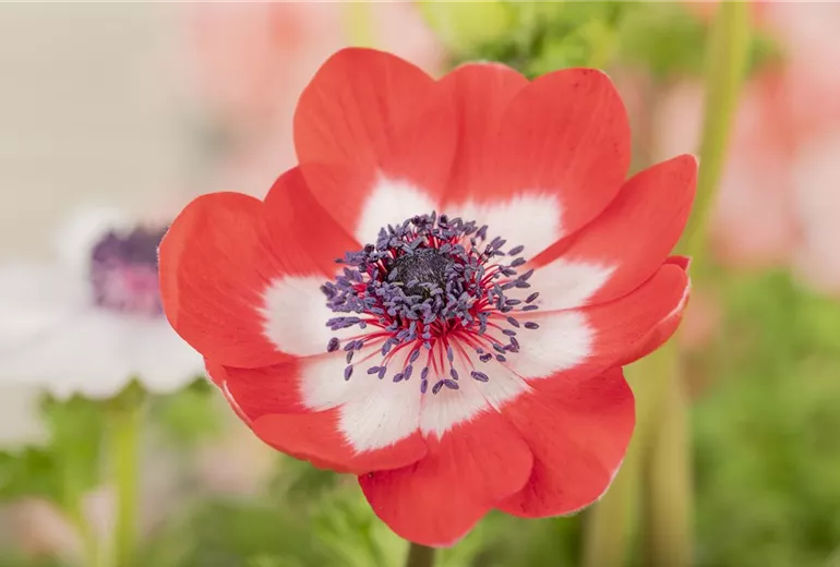 Anemone coronaria