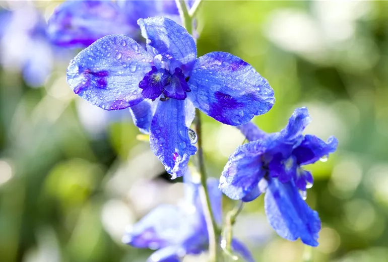Delphinium