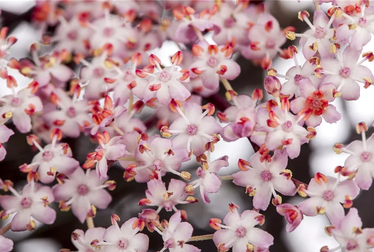 Sambucus nigra 'Thundercloud'
