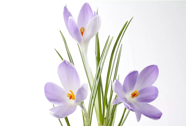 Crocus