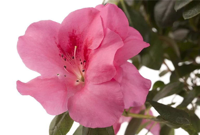 Rhododendron simsii, rosa