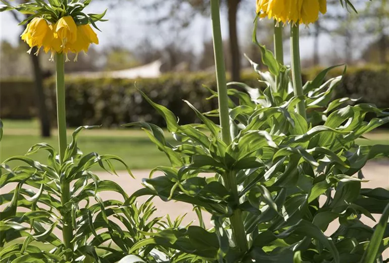 Fritillaria imperialis 'Maxima Lutea'