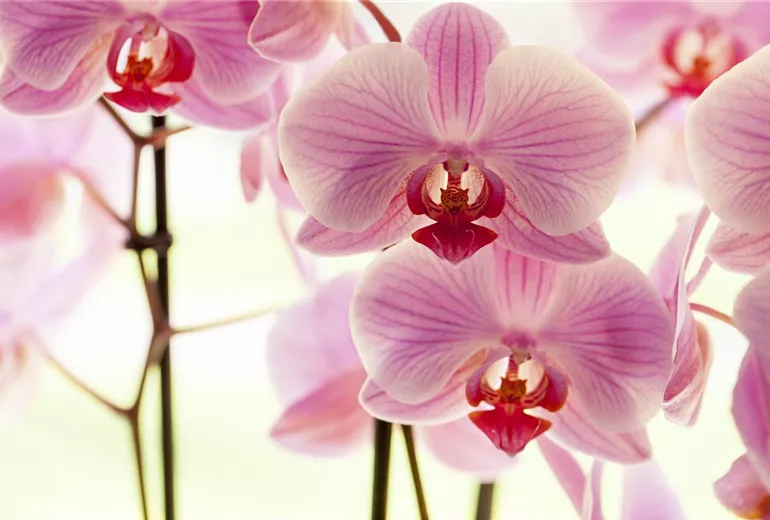 Phalaenopsis, rosa