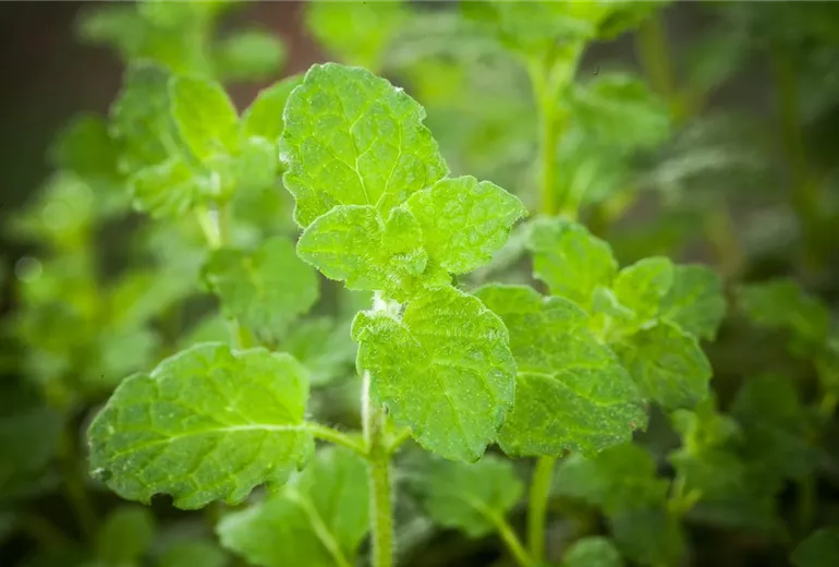 Mentha 'Erdbeere'