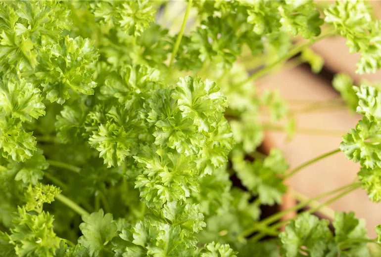 Petroselinum crispum