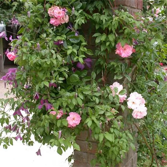 Clematis alpina
