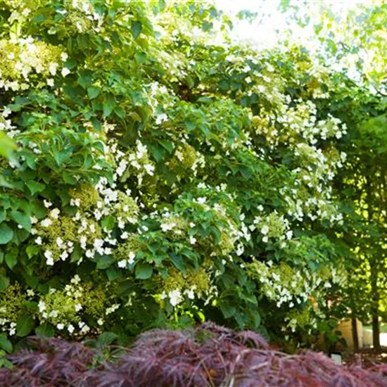 Hydrangea petiolaris