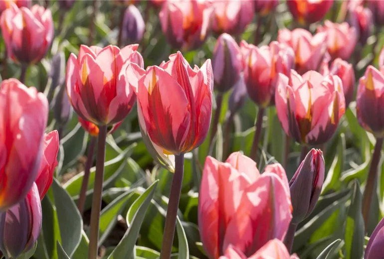 Tulipa