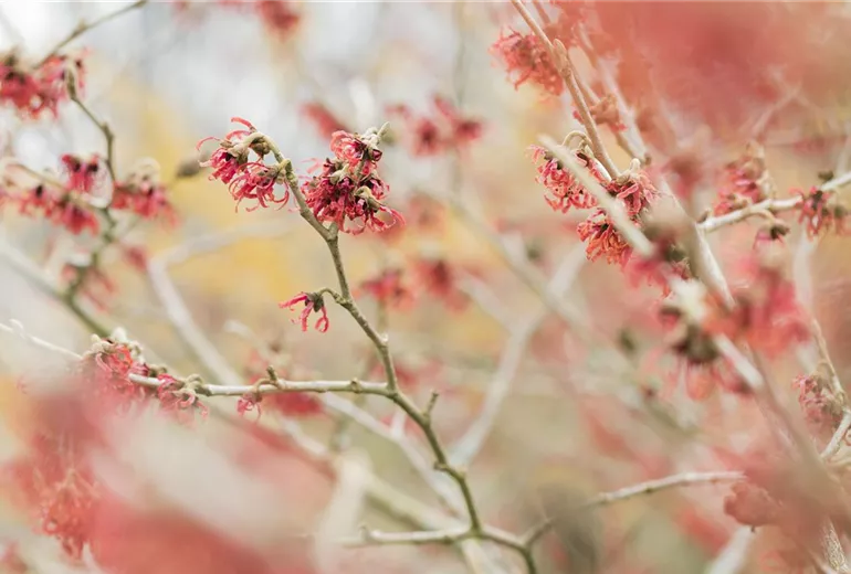Hamamelis mollis