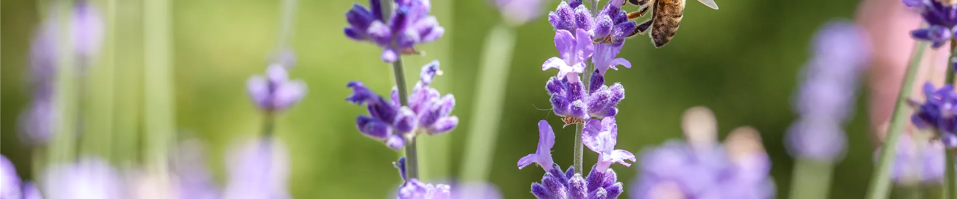 Lavandula mit Biene