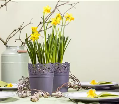 Frühblüher im Haus – Blumenzwiebeln antreiben