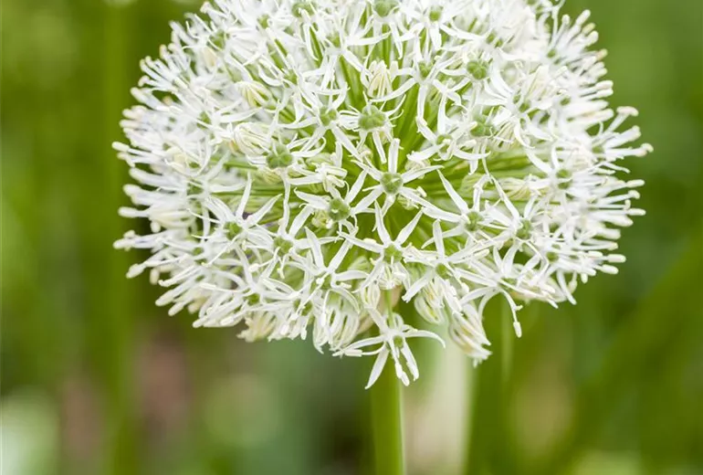 Allium rosenbachianum 'Album'