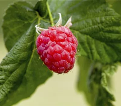 Rubus id.'Sanibelle' CAC