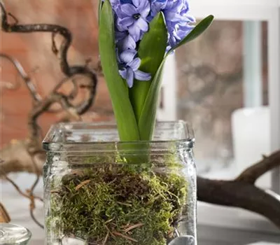 Weihnachtliche Geschenkidee: Blumenzwiebeln im Glas