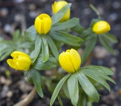 Winterlinge – erste Farbtupfer im winterlichen Garten