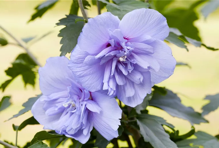 Hibiscus syriacus 'Blue Chiffon'®