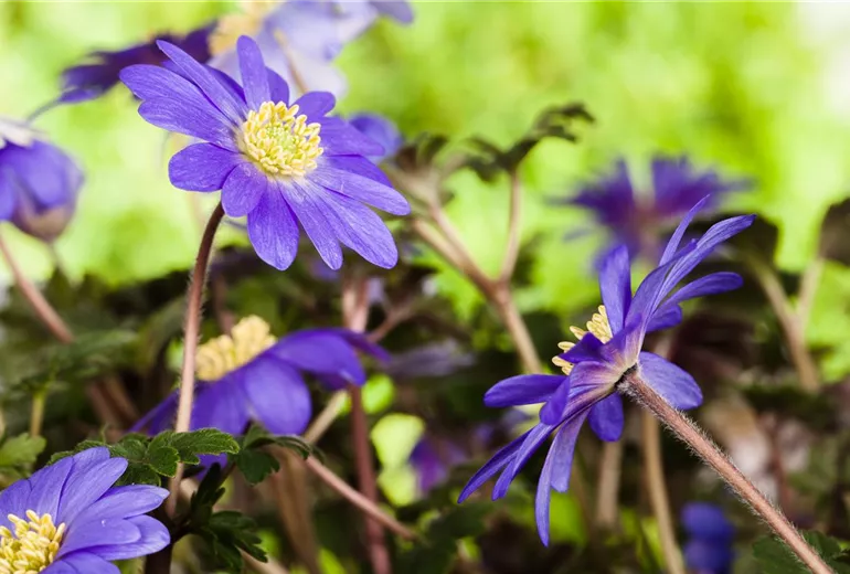 Anemone blanda, blau