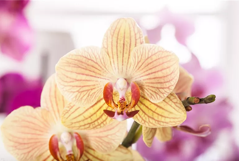 Phalaenopsis
