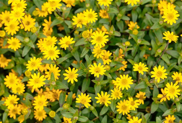 Sanvitalia procumbens 'Queen of Sunlight'