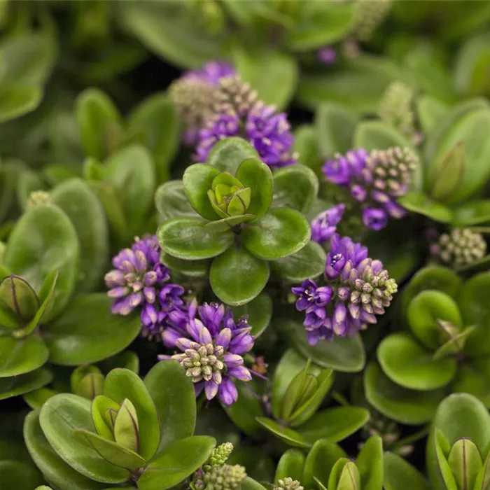Die Strauchveronika – eine erstaunliche Entwicklung