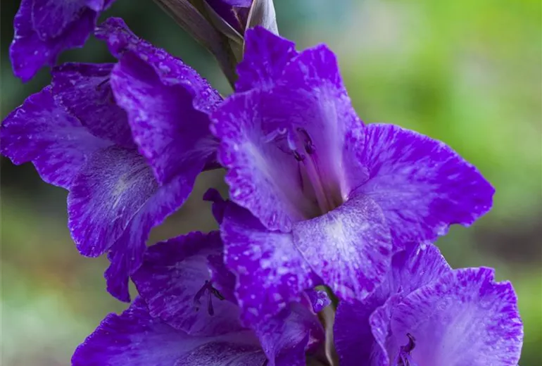 Gladiolus, blau
