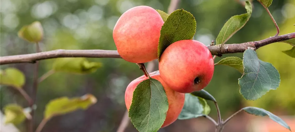 Malus domestica 'Redlove® Lollipop®'