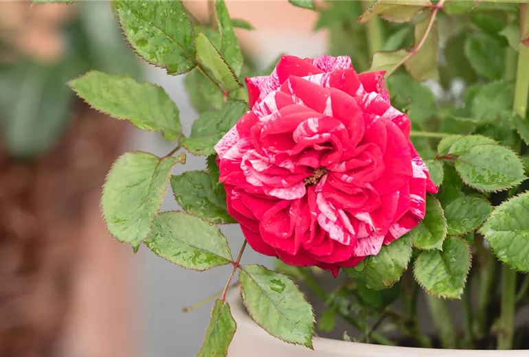 Beetrose, zweifarbig