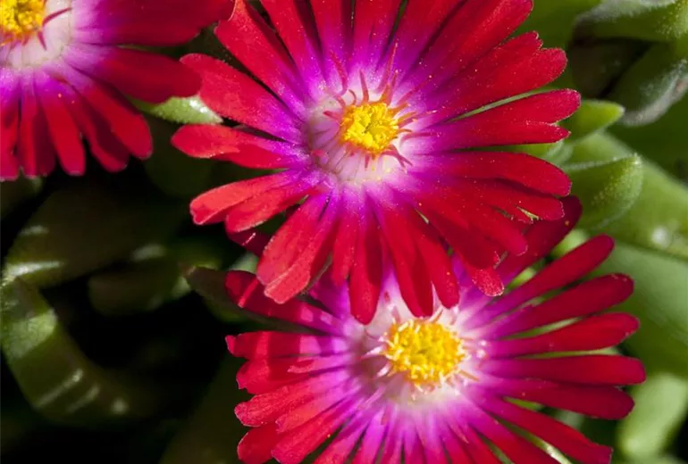 Delosperma cooperi 'Jewel of Desert Garnet'