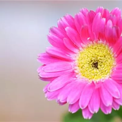 Gerbera - Einpflanzen im Garten