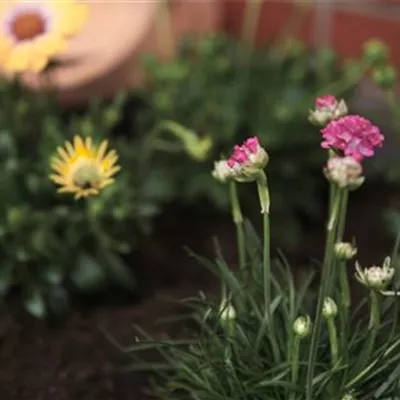 Strandgrasnelke - Einpflanzen im Garten