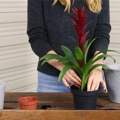 Bromelie - Einpflanzen in ein Gefäß