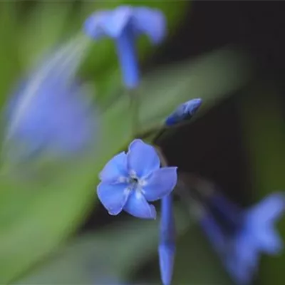 Texas Blaustern - Einpflanzen im Garten