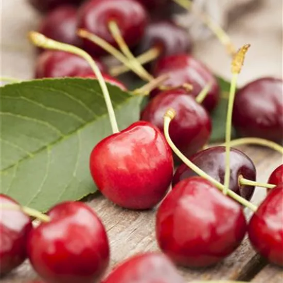 Prunus av.'Summit' CAC