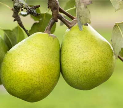 Pyrus com.'Alexander Lucas' CAC