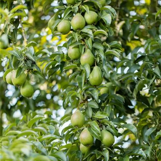 Pyrus com.'Gräfin von Paris' CAC