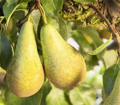 Pyrus com.'Concorde' -S- CAC