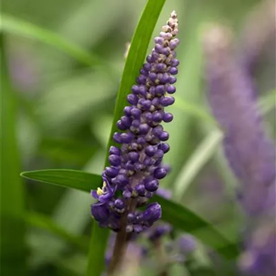 Liriope muscari 'Royal Purple'