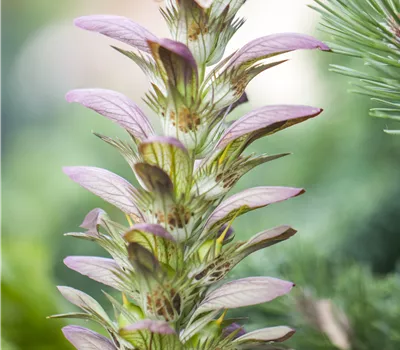 Acanthus hungaricus