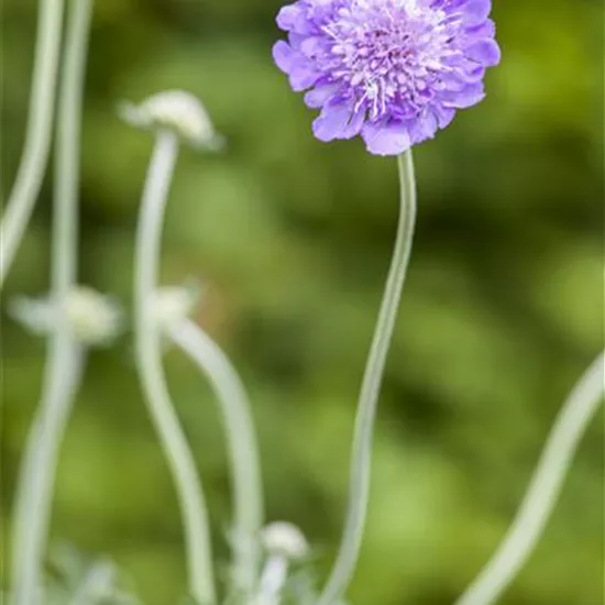 Scabiosa columbaria 'Butterfly Blue'