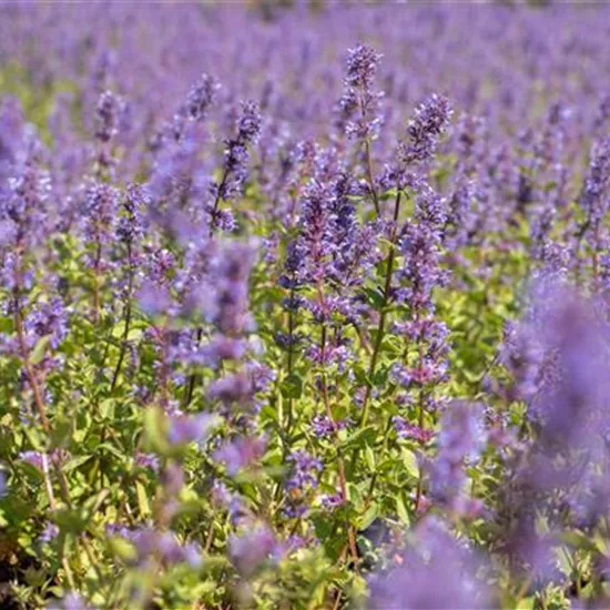 Nepeta racemosa 'Superba'