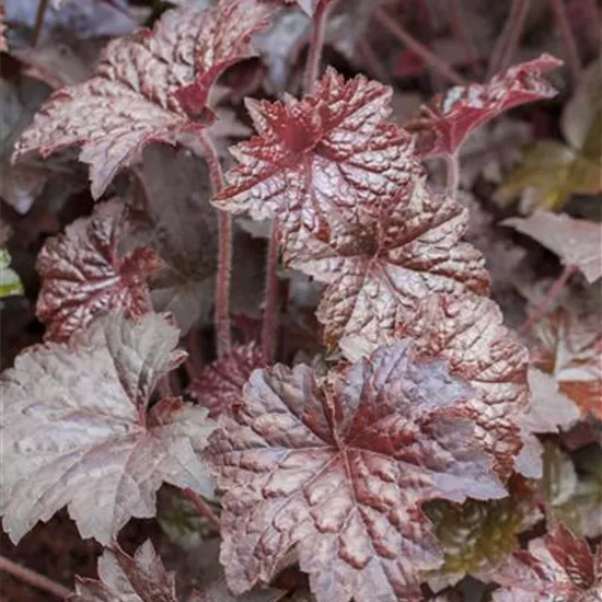 Heuchera micrantha 'Palace Purple', gen.