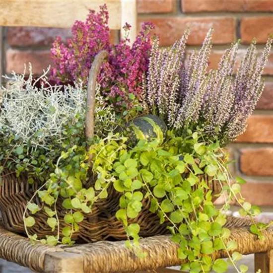 Lysimachia nummularia