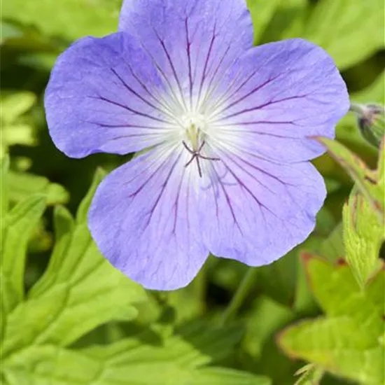 Geranium pratense 'Johnson's Blue'