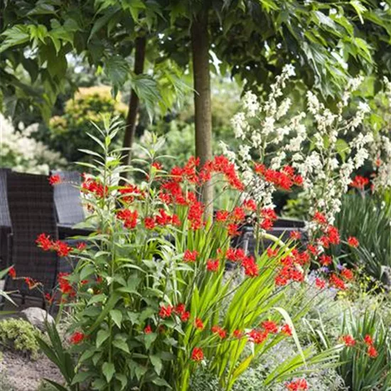Crocosmia x crocosmiiflora 'Lucifer'