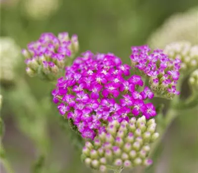 Achillea millefolium 'Pink Grapefruit'