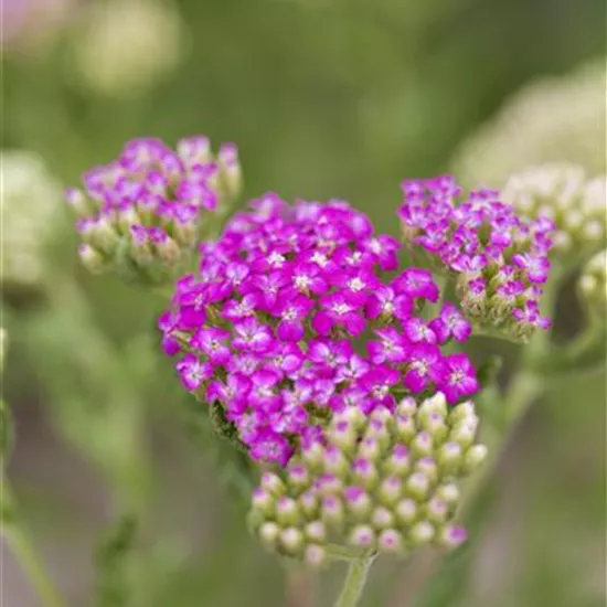 Achillea millefolium 'Pink Grapefruit'