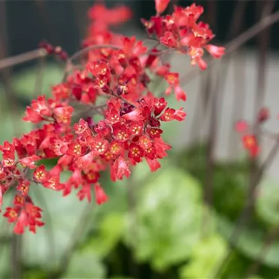 Heuchera sanguinea 'Leuchtkäfer'