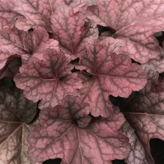 Heuchera villosa 'Berry Smoothie' -R-
